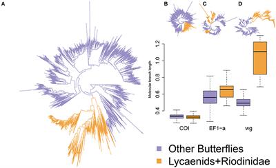 High Rate of Protein Coding Sequence Evolution and Species Diversification in the Lycaenids